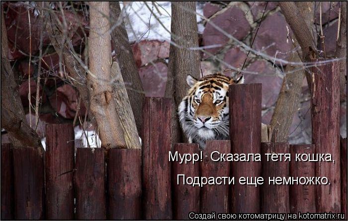 Мурр! Сказала тетя кошка, Подрасти еще немножко.... Котоматрица: Мурр! Сказала тетя кошка, Подрасти еще немножко.