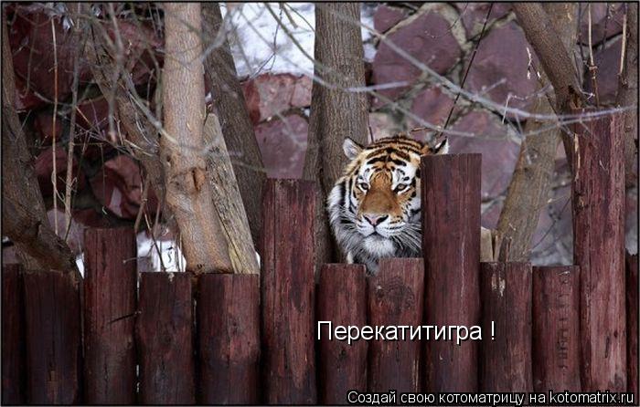 Перекатитигра !... Котоматрица: Перекатитигра !