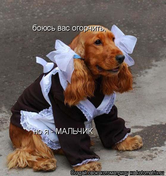 боюсь вас огорчить, но я - МАЛЬЧИК... Котоматрица: боюсь вас огорчить, но я - МАЛЬЧИК