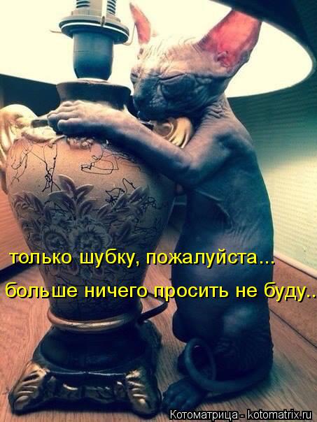 только шубку, пожалуйста... больше ничего просить не буду...... Котоматрица: только шубку, пожалуйста... больше ничего просить не буду...