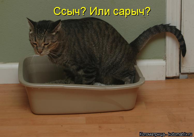 Ссыч? Или сарыч?... Котоматрица: Ссыч? Или сарыч?