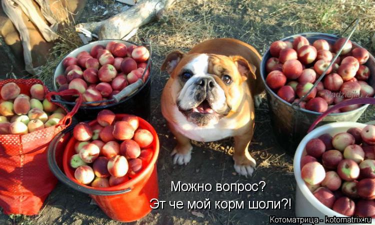 Можно вопрос? Эт че мой корм шоли?!... Котоматрица: Можно вопрос? Эт че мой корм шоли?!