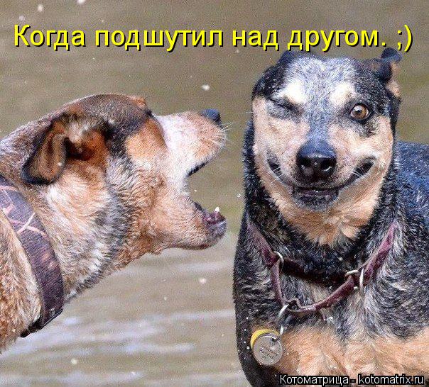 Когда подшутил над другом. ;)... Котоматрица: Когда подшутил над другом. ;)