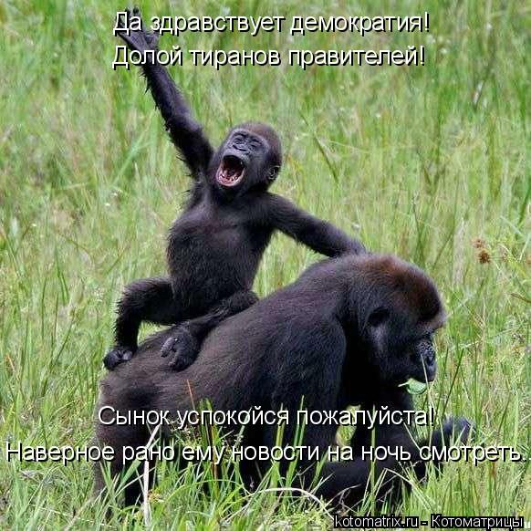 Да здравствует демократия! Долой тиранов правителей! Сынок успокойся пожалуйста! Наверное рано ему но... Котоматрица: Да здравствует демократия! Долой тиранов правителей! Сынок успокойся пожалуйста! Наверное рано ему новости на ночь смотреть...