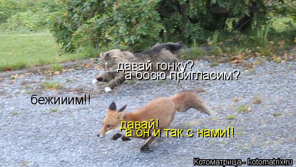 давай гонку? давай! а босю пригласим? а он и так с нами!! бежииим!!... Котоматрица: давай гонку? давай! а босю пригласим? а он и так с нами!! бежииим!!