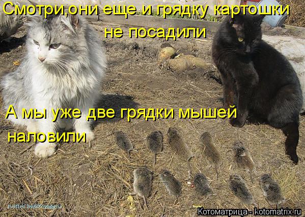 Смотри,они еще и грядку картошки не посадили А мы уже две грядки мышей наловили... Котоматрица: Смотри,они еще и грядку картошки не посадили А мы уже две грядки мышей наловили