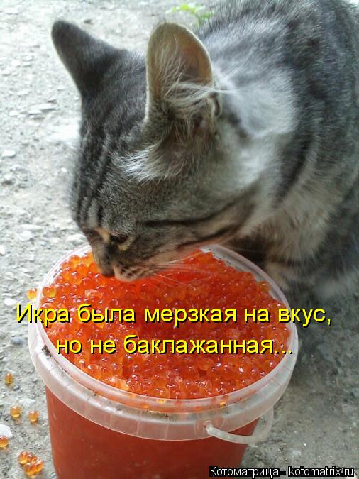Икра была мерзкая на вкус, но не баклажанная...... Котоматрица: Икра была мерзкая на вкус, но не баклажанная...