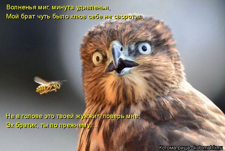 Волненья миг, минута удивленья, Мой брат чуть было клюв себе не своротил, Не в голове это твоей жужж... Котоматрица: Волненья миг, минута удивленья, Мой брат чуть было клюв себе не своротил, Не в голове это твоей жужжит, поверь мне, Эх братик, ты по прежнему