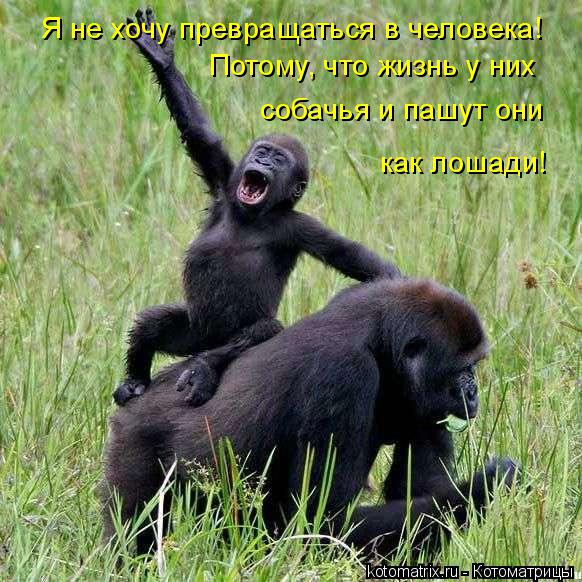 Я не хочу превращаться в человека! Потому, что жизнь у них собачья и пашут они как лошади!... Котоматрица: Я не хочу превращаться в человека! Потому, что жизнь у них собачья и пашут они как лошади!