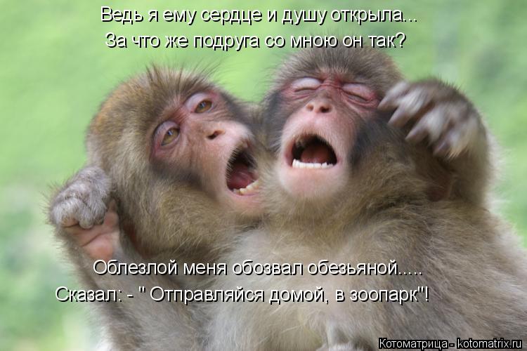 Ведь я ему сердце и душу открыла... За что же подруга со мною он так? Облезлой меня обозвал обезьяной... Котоматрица: Ведь я ему сердце и душу открыла... За что же подруга со мною он так? Облезлой меня обозвал обезьяной..... Сказал: - " Отправляйся домой, в зоопар