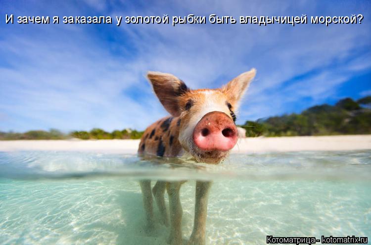 И зачем я заказала у золотой рыбки быть владычицей морской?... Котоматрица: И зачем я заказала у золотой рыбки быть владычицей морской?