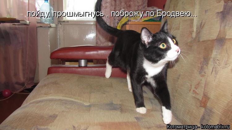 пойду, прошмыгнусь , поброжу по Бродвею...... Котоматрица: пойду, прошмыгнусь , поброжу по Бродвею...
