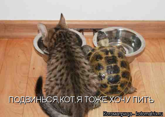 ПОДВИНЬСЯ,КОТ,Я ТОЖЕ ХОЧУ ПИТЬ... Котоматрица: ПОДВИНЬСЯ,КОТ,Я ТОЖЕ ХОЧУ ПИТЬ