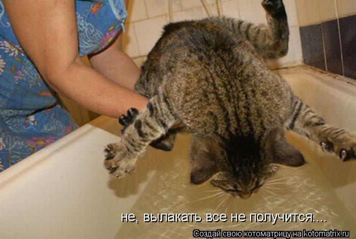 не, вылакать все не получится....... Котоматрица: не, вылакать все не получится....