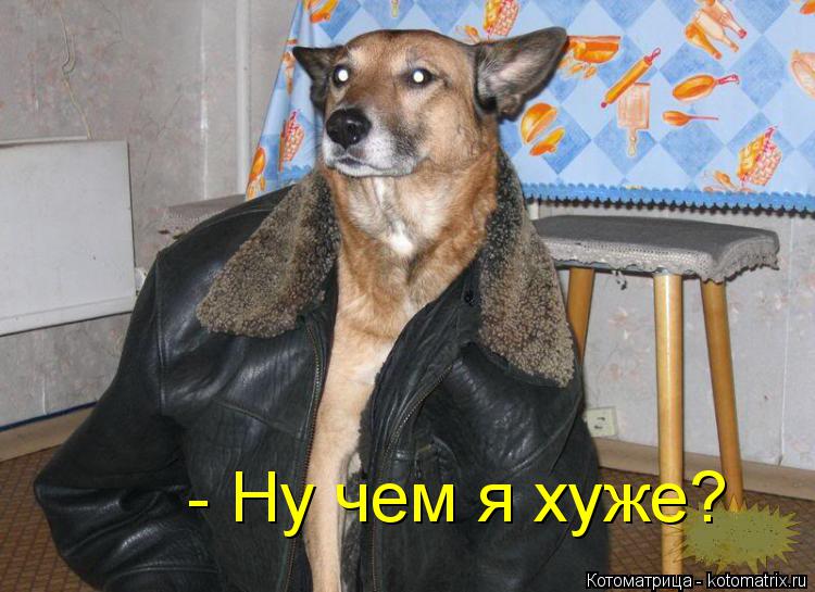 - Ну чем я хуже?... Котоматрица: - Ну чем я хуже?