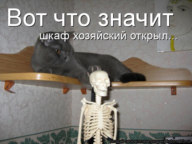 Вот что значит шкаф хозяйский открыл...... Котоматрица: Вот что значит шкаф хозяйский открыл...