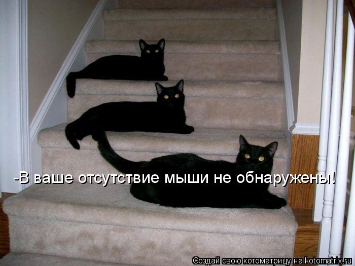 -В ваше отсутствие мыши не обнаружены!... Котоматрица: -В ваше отсутствие мыши не обнаружены!
