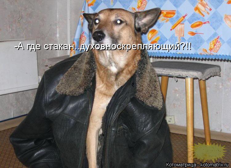 -А где стакан..духовноскрепляющий?!!... Котоматрица: -А где стакан..духовноскрепляющий?!!