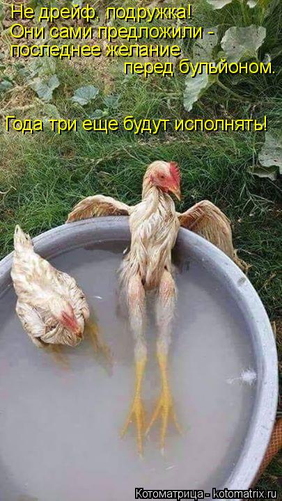 Не дрейф, подружка! Они сами предложили - последнее желание перед бульйоном. Года три еще будут исп... Котоматрица: Не дрейф, подружка! Они сами предложили - последнее желание перед бульйоном. Года три еще будут исполнять!
