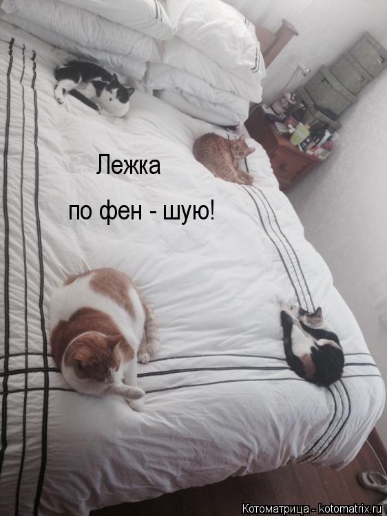 Лежка по фен - шую!... Котоматрица: Лежка по фен - шую!