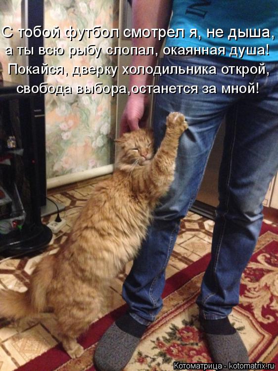 С тобой футбол смотрел я, не дыша, а ты всю рыбу слопал, окаянная душа! Покайся, дверку холодильника ... Котоматрица: С тобой футбол смотрел я, не дыша, а ты всю рыбу слопал, окаянная душа! Покайся, дверку холодильника открой, свобода выбора,останется за мной!