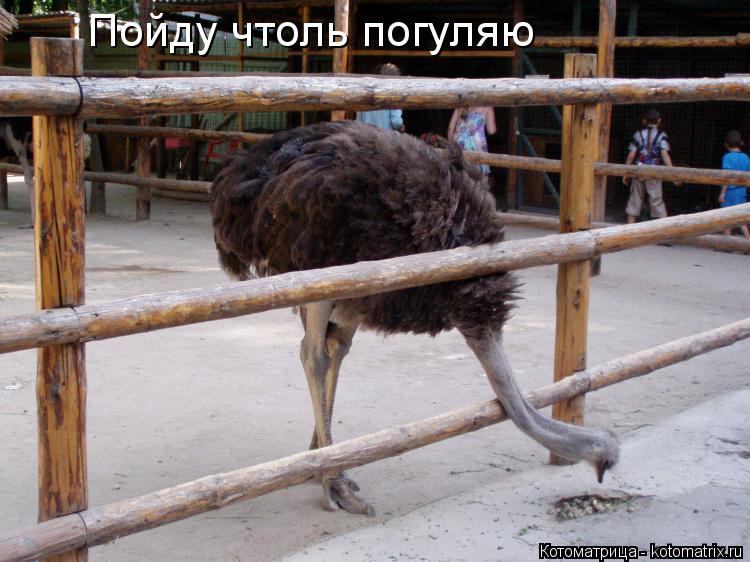 Пойду чтоль погуляю... Котоматрица: Пойду чтоль погуляю