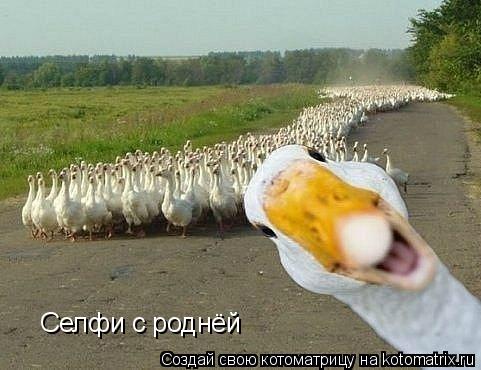 Селфи с роднёй... Котоматрица: Селфи с роднёй