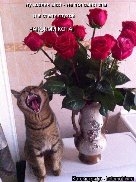 Котоматрица: ну хозяин мой - не попомни зла и в степи глухой НАКОРМИ КОТА!