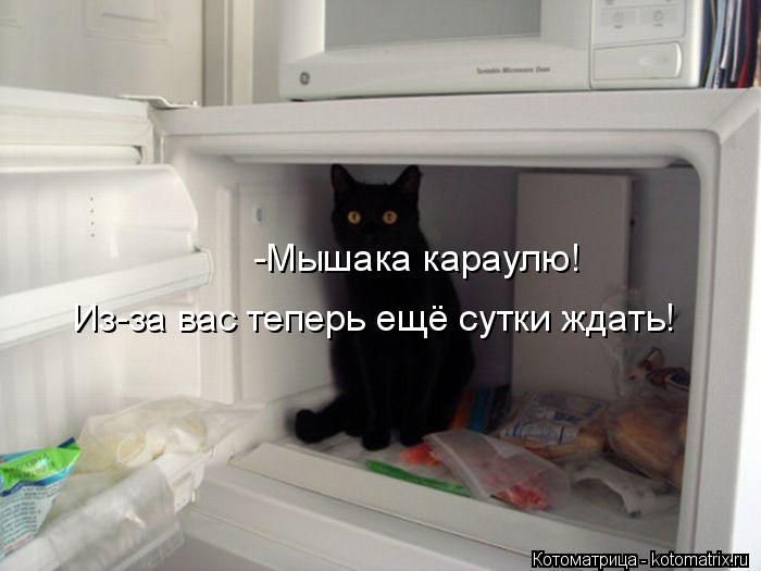 -Мышака караулю! Из-за вас теперь ещё сутки ждать!... Котоматрица: -Мышака караулю! Из-за вас теперь ещё сутки ждать!