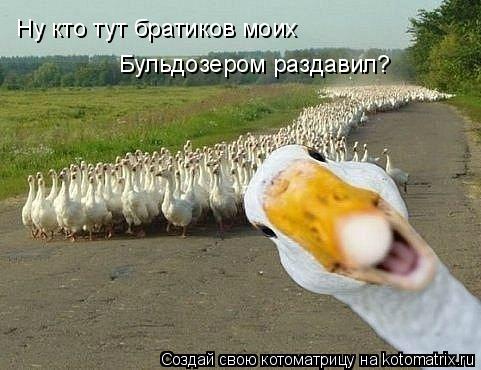 Ну кто тут братиков моих Бульдозером раздавил?... Котоматрица: Ну кто тут братиков моих Бульдозером раздавил?