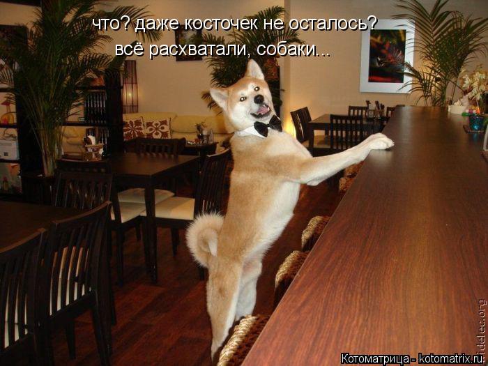 что? даже косточек не осталось? всё расхватали, собаки...... Котоматрица: что? даже косточек не осталось? всё расхватали, собаки...