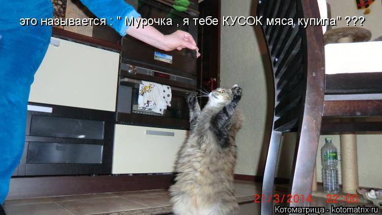 это называется : " Мурочка , я тебе КУСОК мяса купила" ???... Котоматрица: это называется : " Мурочка , я тебе КУСОК мяса купила" ???