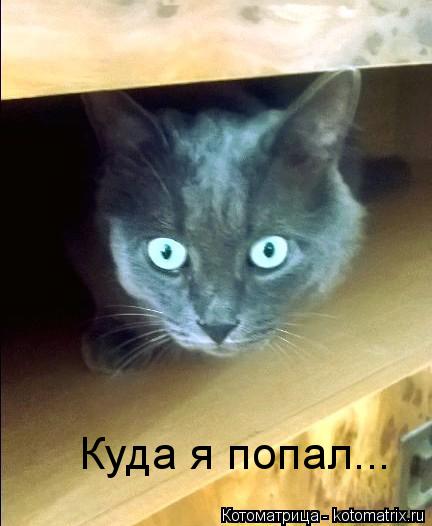 Куда я попал...... Котоматрица: Куда я попал...