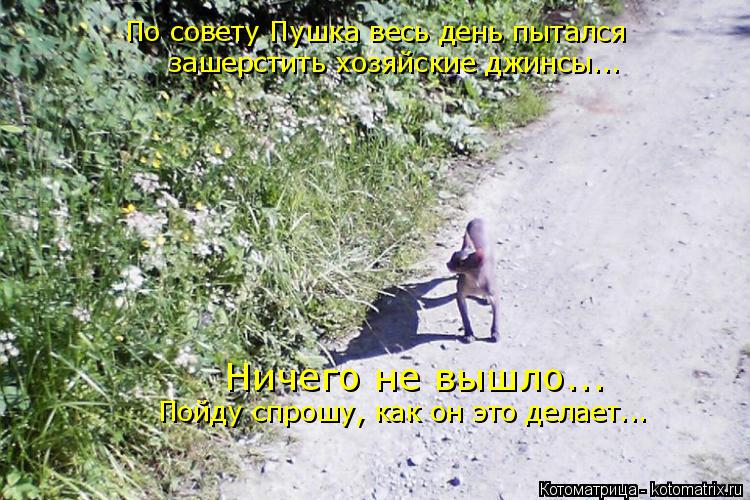 По совету Пушка весь день пытался зашерстить хозяйские джинсы... Ничего не вышло... Пойду спрошу, как... Котоматрица: По совету Пушка весь день пытался зашерстить хозяйские джинсы... Ничего не вышло... Пойду спрошу, как он это делает...
