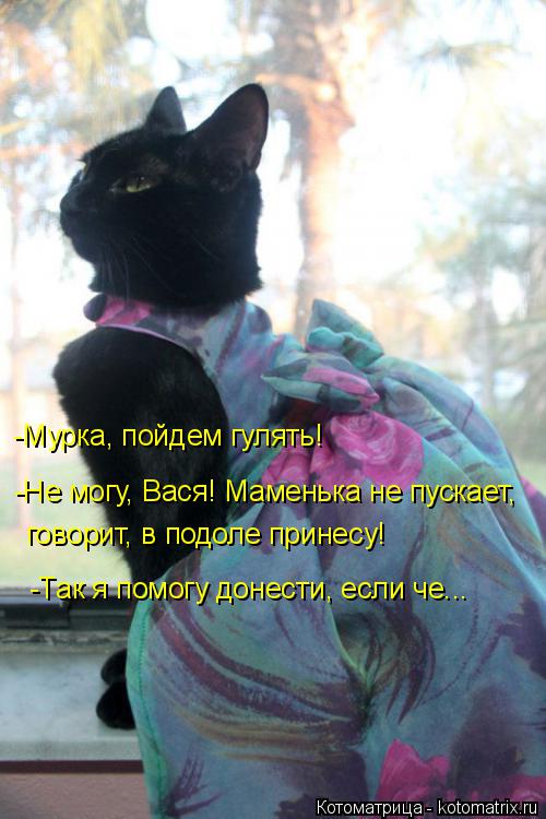 Котоматрица: -Мурка, пойдем гулять! -Не могу, Вася! Маменька не пускает, говорит, в подоле принесу! -Так я помогу донести, если че...