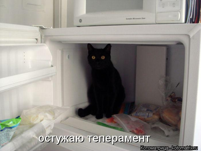 остужаю теперамент... Котоматрица: остужаю теперамент