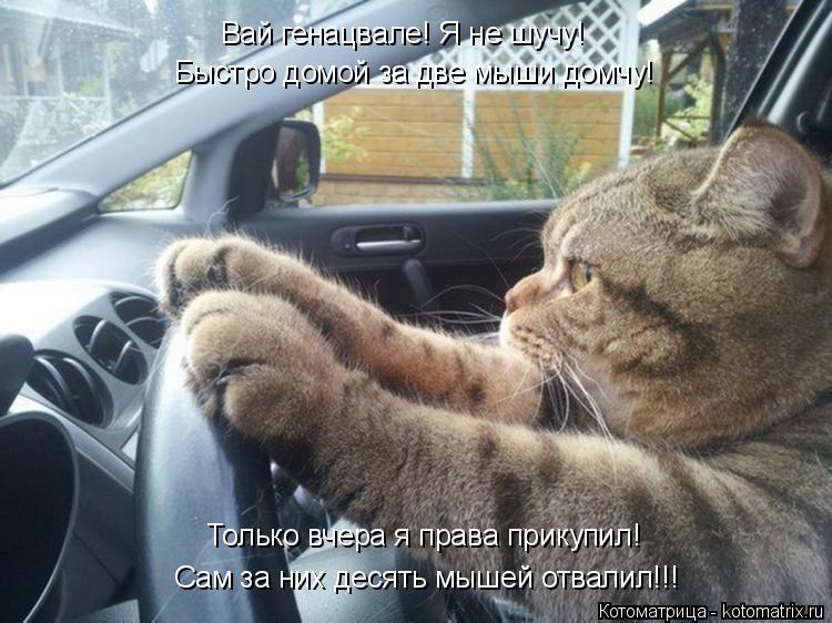 Вай генацвале! Я не шучу! Быстро домой за две мыши домчу! Только вчера я права прикупил! Сам за них д... Котоматрица: Вай генацвале! Я не шучу! Быстро домой за две мыши домчу! Только вчера я права прикупил! Сам за них десять мышей отвалил!!!