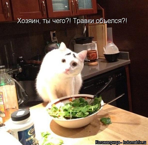 Хозяин, ты чего?! Травки объелся?!... Котоматрица: Хозяин, ты чего?! Травки объелся?!