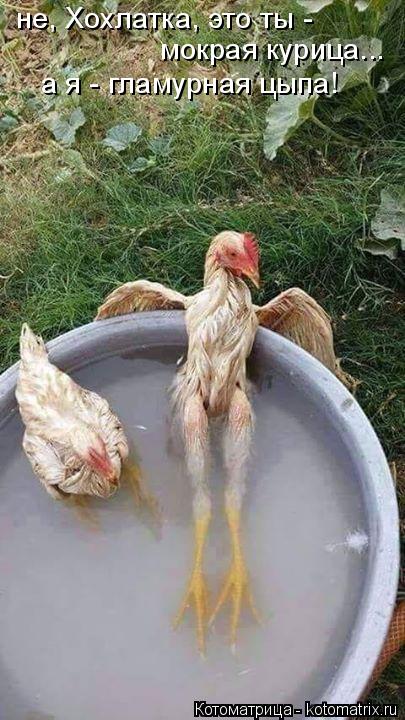 не, Хохлатка, это ты - мокрая курица... а я - гламурная цыпа!... Котоматрица: не, Хохлатка, это ты - мокрая курица... а я - гламурная цыпа!