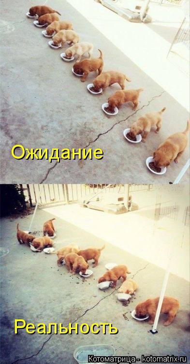 Ожидание Реальность... Котоматрица: Ожидание Реальность
