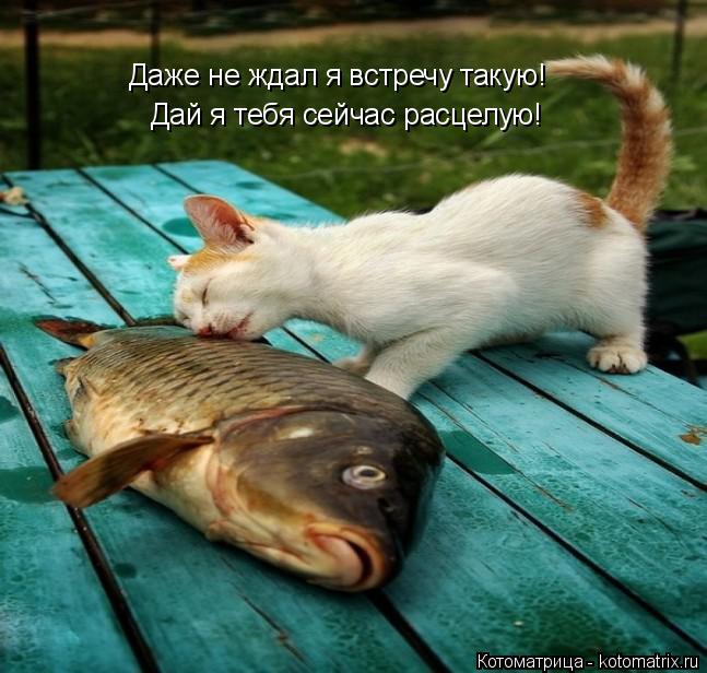 Дай я тебя сейчас расцелую! Даже не ждал я встречу такую!... Котоматрица: Дай я тебя сейчас расцелую! Даже не ждал я встречу такую!