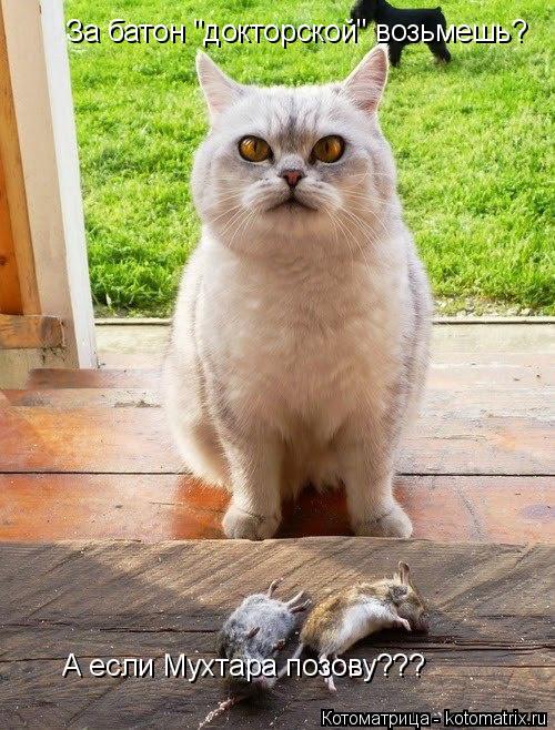 За батон "докторской" возьмешь? А если Мухтара позову???... Котоматрица: За батон "докторской" возьмешь? А если Мухтара позову???