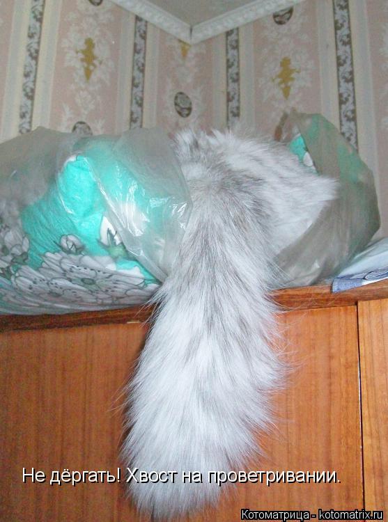 Не дёргать! Хвост на проветривании.... Котоматрица: Не дёргать! Хвост на проветривании.