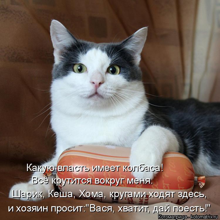 Шарик, Кеша, Хома, кругами ходят здесь, и хозяин просит:"Вася, хватит, дай поесть!" Всё крутится вокр... Котоматрица: Шарик, Кеша, Хома, кругами ходят здесь, и хозяин просит:"Вася, хватит, дай поесть!" Всё крутится вокруг меня. Какую власть имеет колбаса!