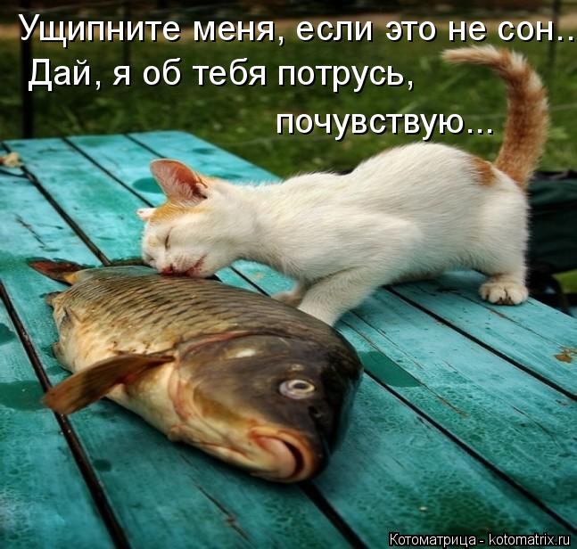 Ущипните меня, если это не сон... Дай, я об тебя потрусь, почувствую...... Котоматрица: Ущипните меня, если это не сон... Дай, я об тебя потрусь, почувствую...