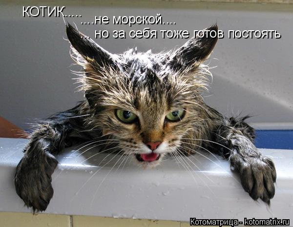 Котоматрица: КОТИК..... ....не морской.... ... но за себя тоже готов постоять