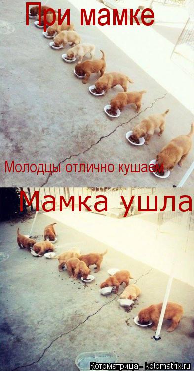 При мамке Молодцы отлично кушаем Мамка ушла... Котоматрица: При мамке Молодцы отлично кушаем Мамка ушла