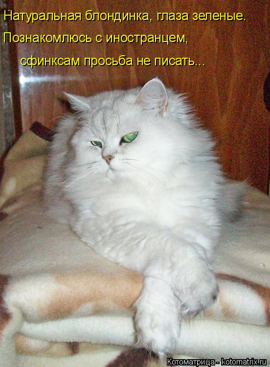 Натуральная блондинка, глаза зеленые. Познакомлюсь с иностранцем, сфинксам просьба не писать...... Котоматрица: Натуральная блондинка, глаза зеленые. Познакомлюсь с иностранцем, сфинксам просьба не писать...