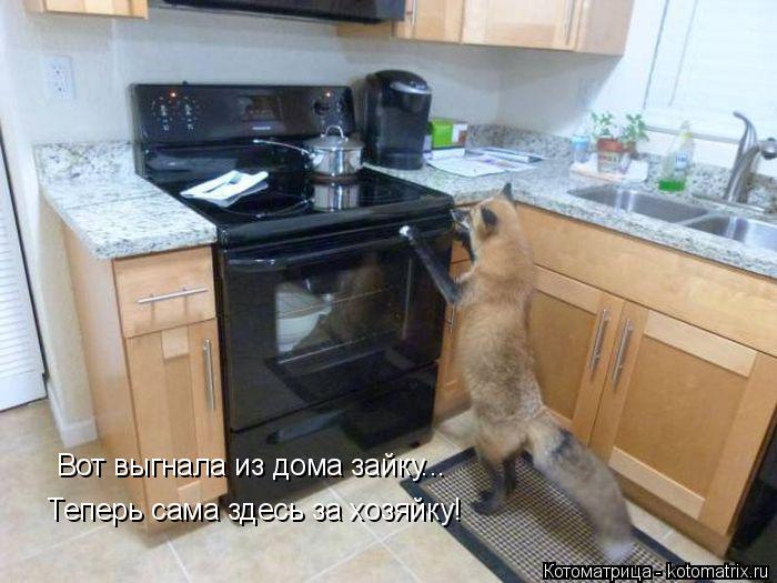 Вот выгнала из дома зайку... Теперь сама здесь за хозяйку!... Котоматрица: Вот выгнала из дома зайку... Теперь сама здесь за хозяйку!