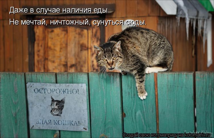 Даже в случае наличия еды Не мечтай, ничтожный, сунуться сюды.... Котоматрица: Даже в случае наличия еды Не мечтай, ничтожный, сунуться сюды.